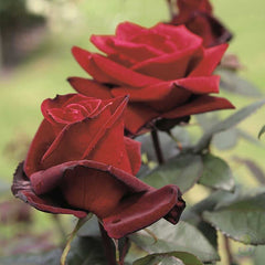 Barkarole Rose Seedlings Flower Seeds Perennial Growing Bonsai Corms Tubers Potted Planting Reblooming Fragrant Garden Roots Rhizomes Species Blooms Plant Bulbs Gardening Tree