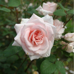 Beatrice Krismer Rose Seedlings Flower Seeds Perennial Growing Bonsai Corms Tubers Potted Planting Reblooming Fragrant Garden Roots Rhizomes Species Blooms Plant Bulbs Gardening Tree - Seedsplant