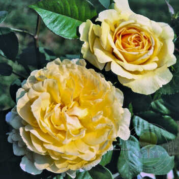 Bella Di Todi Rose Seedlings Flower Seeds Perennial Growing Bonsai Corms Tubers Potted Planting Reblooming Fragrant Garden Roots Rhizomes Species Blooms Plant Bulbs Gardening Tree