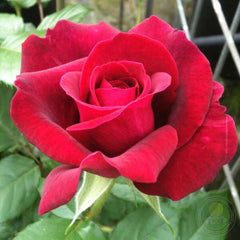 Paris France Rose Seedlings Flower Seeds Perennial Growing Bonsai Corms Tubers Potted Planting Reblooming Fragrant Garden Roots Rhizomes Species Blooms Plant Bulbs Gardening Tree