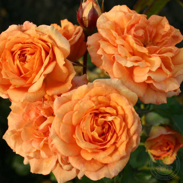 Bentheimer Gold Rose Plant Seedlings Flower Seeds Perennial Growing Bonsai Corms Tubers Potted Planting Reblooming Fragrant Garden Roots Rhizomes Species Blooms Bulbs Gardening Tree - Seedsplant