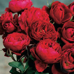 Bisantener DE guyo Rose Seedlings Flower Seeds Perennial Growing Bonsai Corms Tubers Potted Planting Reblooming Fragrant Garden Roots Rhizomes Species Blooms Plant Bulbs Gardening Tree