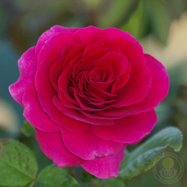 Big Purple Rose Seedlings Flower Seeds Perennial Growing Bonsai Corms Tubers Potted Planting Reblooming Fragrant Garden Roots Rhizomes Species Blooms Plant Bulbs Gardening Tree
