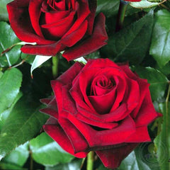 Black magic Rose Seedlings Flower Seeds Perennial Growing Bonsai Corms Tubers Potted Planting Reblooming Fragrant Garden Roots Rhizomes Species Blooms Plant Bulbs Gardening Tree