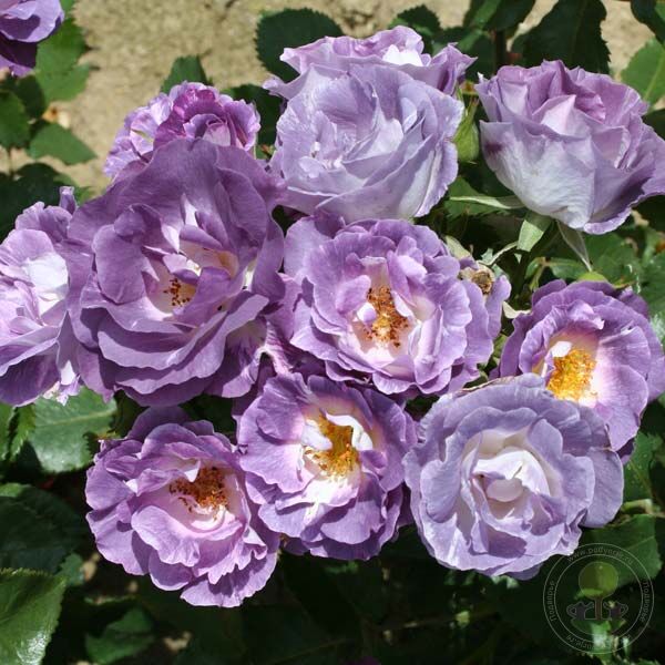 Blue fo yu Pacific drim Rose Seedlings Flower Seeds Perennial Growing Bonsai Corms Tubers Potted Planting Reblooming Fragrant Garden Roots Rhizomes Species Blooms Plant Bulbs Gardening Tree