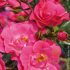 The bluewoonder. Rose Seedlings Flower Seeds Perennial Growing Bonsai Corms Tubers Potted Planting Reblooming Fragrant Garden Roots Rhizomes Species Blooms Plant Bulbs Gardening Tree