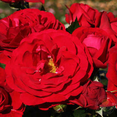Bordeaux cordes Rose Seedlings Flower Seeds Perennial Growing Bonsai Corms Tubers Potted Planting Reblooming Fragrant Garden Roots Rhizomes Species Blooms Plant Bulbs Gardening Tree