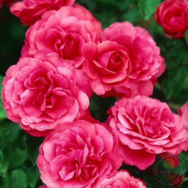 Bordure Magenta Rose Seedlings Flower Seeds Perennial Growing Bonsai Corms Tubers Potted Planting Reblooming Fragrant Garden Roots Rhizomes Species Blooms Plant Bulbs Gardening Tree - Seedsplant