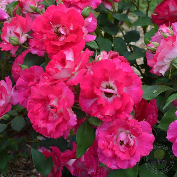 Bordure Vive Rose Seedlings Flower Seeds Perennial Growing Bonsai Corms Tubers Potted Planting Reblooming Fragrant Garden Roots Rhizomes Species Blooms Plant Bulbs Gardening Tree