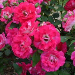 Curb of viv Rose Seedlings Flower Seeds Perennial Growing Bonsai Corms Tubers Potted Planting Reblooming Fragrant Garden Roots Rhizomes Species Blooms Plant Bulbs Gardening Tree