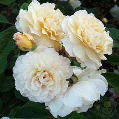 Buff Beauty Rose Seedlings Flower Seeds Perennial Growing Bonsai Corms Tubers Potted Planting Reblooming Fragrant Garden Roots Rhizomes Species Blooms Plant Bulbs Gardening Tree