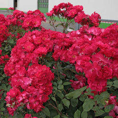 Burghausen Rose Seedlings Flower Seeds Perennial Growing Bonsai Corms Tubers Potted Planting Reblooming Fragrant Garden Roots Rhizomes Species Blooms Plant Bulbs Gardening Tree