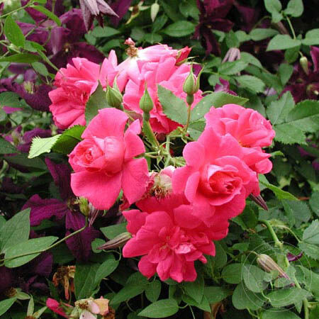 Captain Samuel Holland Rose Plant Seedlings Flower Seeds Perennial Growing Bonsai Corms Tubers Potted Planting Reblooming Fragrant Garden Roots Rhizomes Species Blooms Bulbs Gardening Tree