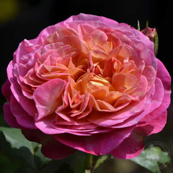 Santenaire DE lay Rose Plant Seedlings Flower Seeds Perennial Growing Bonsai Corms Tubers Potted Planting Reblooming Fragrant Garden Roots Rhizomes Species Blooms Bulbs Gardening Tree