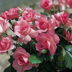 Centenaire de Lourdes Rose Seedlings Flower Seeds Perennial Growing Bonsai Corms Tubers Potted Planting Reblooming Fragrant Garden Roots Rhizomes Species Blooms Plant Bulbs Gardening Tree