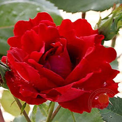 Champlain Rose Seedlings Flower Seeds Perennial Growing Bonsai Corms Tubers Potted Planting Reblooming Fragrant Garden Roots Rhizomes Species Blooms Plant Bulbs Gardening Tree