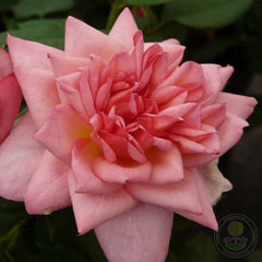 Channabelle Rose Seedlings Flower Seeds Perennial Growing Bonsai Corms Tubers Potted Planting Reblooming Fragrant Garden Roots Rhizomes Species Blooms Plant Bulbs Gardening Tree