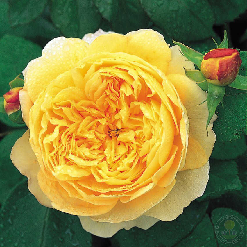 Charles Darwin Rose Plant Seedlings Flower Seeds Perennial Growing Bonsai Corms Tubers Potted Planting Reblooming Fragrant Garden Roots Rhizomes Species Blooms Bulbs Gardening Tree
