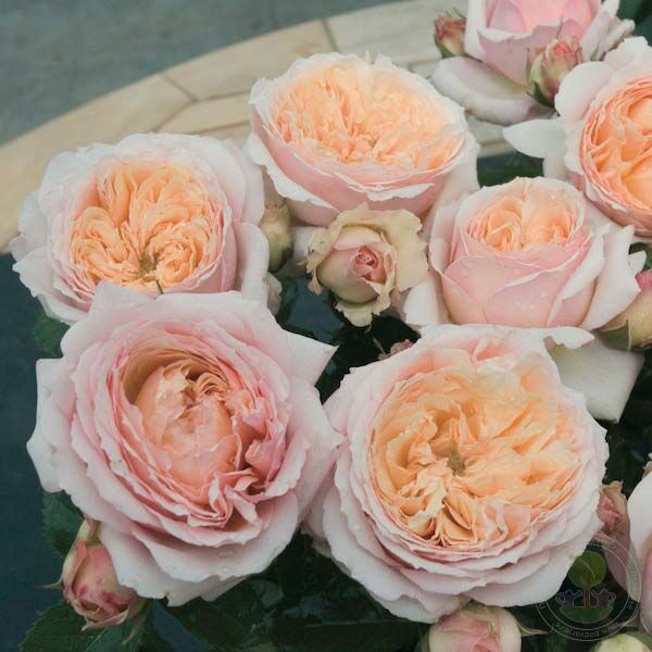 Charles DE nervo Rose Seedlings Flower Seeds Perennial Growing Bonsai Corms Tubers Potted Planting Reblooming Fragrant Garden Roots Rhizomes Species Blooms Plant Bulbs Gardening Tree