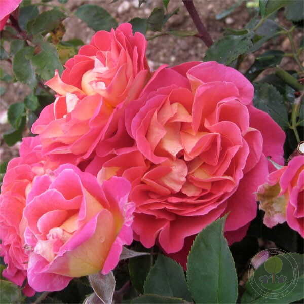 Chateau De Verteuil Rose Seedlings Flower Seeds Perennial Growing Bonsai Corms Tubers Potted Planting Reblooming Fragrant Garden Roots Rhizomes Species Blooms Plant Bulbs Gardening Tree