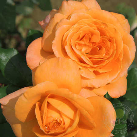 Chateaubriand Rose Seedlings Flower Seeds Perennial Growing Bonsai Corms Tubers Potted Planting Reblooming Fragrant Garden Roots Rhizomes Species Blooms Plant Bulbs Gardening Tree