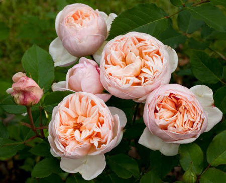 Romantica Rose Seedlings Flower Seeds Perennial Growing Bonsai Corms Tubers Potted Planting Reblooming Fragrant Garden Roots Rhizomes Species Blooms Plant Bulbs Gardening Tree