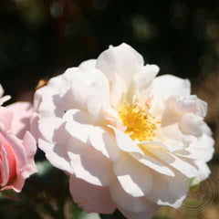 The ciphonade Rose Seedlings Flower Seeds Perennial Growing Bonsai Corms Tubers Potted Planting Reblooming Fragrant Garden Roots Rhizomes Species Blooms Plant Bulbs Gardening Tree - Seedsplant