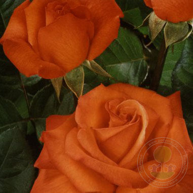 Christopher Columbus Rose Seedlings Flower Seeds Perennial Growing Bonsai Corms Tubers Potted Planting Reblooming Fragrant Garden Roots Rhizomes Species Blooms Plant Bulbs Gardening Tree - Seedsplant