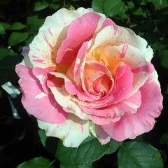 monet garden seeds Claude monet Rose Seedlings Flower Seeds Perennial Growing Bonsai Corms Tubers Potted Planting Reblooming Fragrant Garden Roots Rhizomes Species Blooms Plant Bulbs Gardening Tree