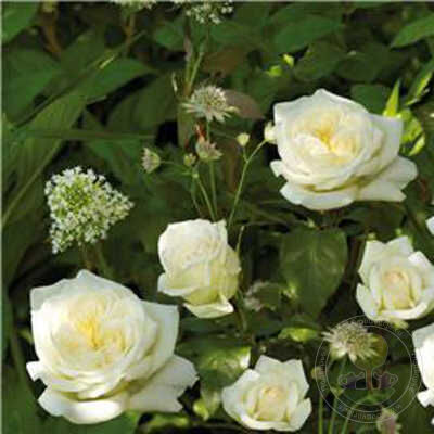 Claus Dalby Rose Seedlings Flower Seeds Perennial Growing Bonsai Corms Tubers Potted Planting Reblooming Fragrant Garden Roots Rhizomes Species Blooms Plant Bulbs Gardening Tree - Seedsplant