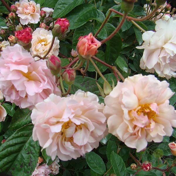 Cornelia Rose Seedlings Flower Seeds Perennial Growing Bonsai Corms Tubers Potted Planting Reblooming Fragrant Garden Roots Rhizomes Species Blooms Plant Bulbs Gardening Tree - Seedsplant
