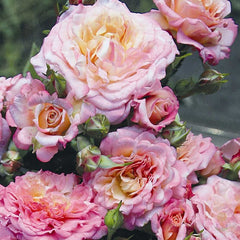 Country Girl Rose Seedlings Flower Seeds Perennial Growing Bonsai Corms Tubers Potted Planting Reblooming Fragrant Garden Roots Rhizomes Species Blooms Plant Bulbs Gardening Tree