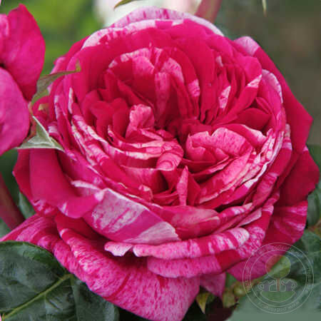 Krazy fashion Rose Seedlings Flower Seeds Perennial Growing Bonsai Corms Tubers Potted Planting Reblooming Fragrant Garden Roots Rhizomes Species Blooms Plant Bulbs Gardening Tree