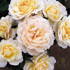 Cream Abundance Rose Seedlings Flower Seeds Perennial Growing Bonsai Corms Tubers Potted Planting Reblooming Fragrant Garden Roots Rhizomes Species Blooms Plant Bulbs Gardening Tree