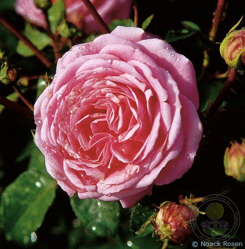 Crescendo Rose Seedlings Flower Seeds Perennial Growing Bonsai Corms