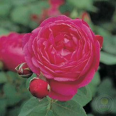 Signed kibel Rose Seedlings Flower Seeds Perennial Growing Bonsai Corms Tubers Potted Planting Reblooming Fragrant Garden Roots Rhizomes Species Blooms Plant Bulbs Gardening Tree