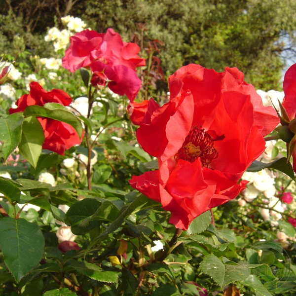 Danielle Arcucci Rose Seedlings Flower Seeds Perennial Growing Bonsai Corms Tubers Potted Planting Reblooming Fragrant Garden Roots Rhizomes Species Blooms Plant Bulbs Gardening Tree - Seedsplant