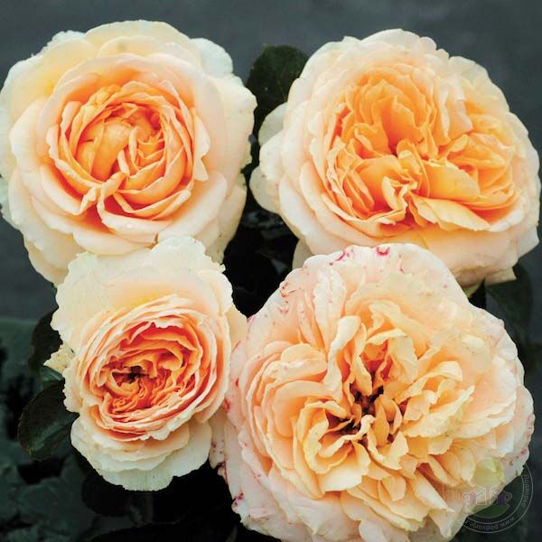 Dany Hahn Odile Masquelier Rose Seedlings Flower Seeds Perennial Growing Bonsai Corms Tubers Potted Planting Reblooming Fragrant Garden Roots Rhizomes Species Blooms Plant Bulbs Gardening Tree