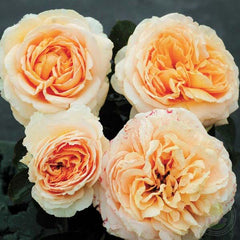 Dany Hahn Odile Masquelier Rose Seedlings Flower Seeds Perennial Growing Bonsai Corms Tubers Potted Planting Reblooming Fragrant Garden Roots Rhizomes Species Blooms Plant Bulbs Gardening Tree