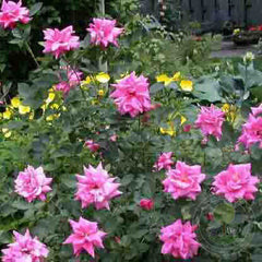 DE monterville Rose Seedlings Flower Seeds Perennial Growing Bonsai Corms Tubers Potted Planting Reblooming Fragrant Garden Roots Rhizomes Species Blooms Plant Bulbs Gardening Tree