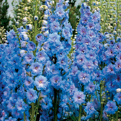 Delphinium 'Blue Lace' - Plants Seeds