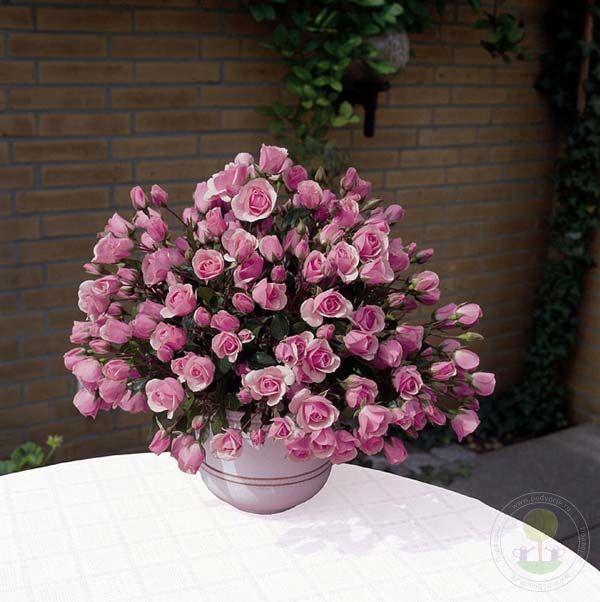 Diadem Rose Seedlings Flower Seeds Perennial Growing Bonsai Corms Tubers Potted Planting Reblooming Fragrant Garden Roots Rhizomes Species Blooms Plant Bulbs Gardening Tree