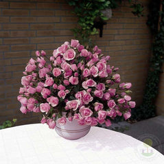 Diadem Rose Seedlings Flower Seeds Perennial Growing Bonsai Corms Tubers Potted Planting Reblooming Fragrant Garden Roots Rhizomes Species Blooms Plant Bulbs Gardening Tree