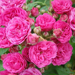 Dinky come on Rose Seedlings Flower Seeds Perennial Growing Bonsai Corms Tubers Potted Planting Reblooming Fragrant Garden Roots Rhizomes Species Blooms Plant Bulbs Gardening Tree