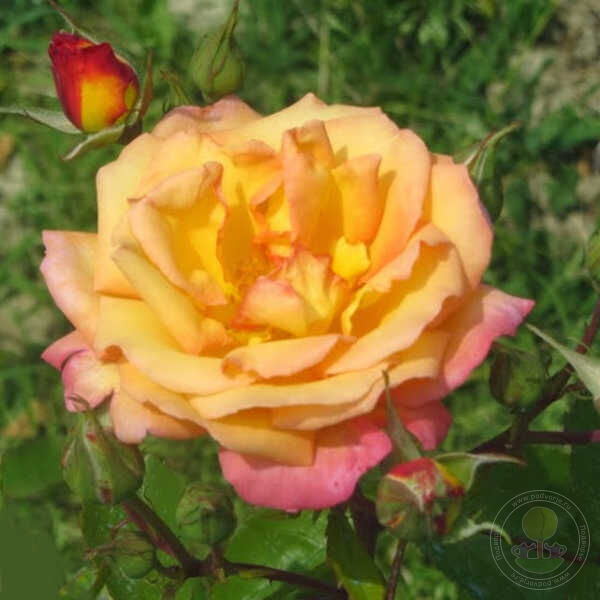 Dionisia Rose Seedlings Flower Seeds Perennial Growing Bonsai Corms Tubers Potted Planting Reblooming Fragrant Garden Roots Rhizomes Species Blooms Plant Bulbs Gardening Tree