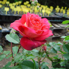 Docteurs Massad Rose Seedlings Flower Seeds Perennial Growing Bonsai Corms Tubers Potted Planting Reblooming Fragrant Garden Roots Rhizomes Species Blooms Plant Bulbs Gardening Tree