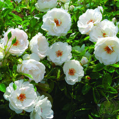 Dominique Loiseau Rose Plant Seedlings Flower Seeds Perennial Growing Bonsai Corms Tubers Potted Planting Reblooming Fragrant Garden Roots Rhizomes Species Blooms Bulbs Gardening Tree