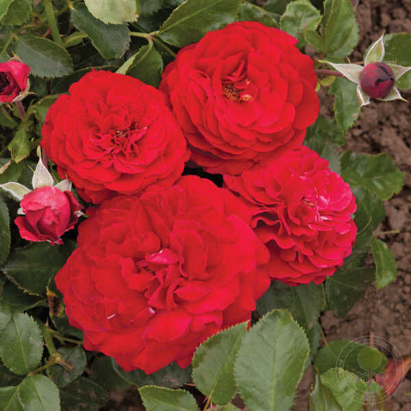Draga Frayla Rose Seedlings Flower Seeds Perennial Growing Bonsai Corms Tubers Potted Planting Reblooming Fragrant Garden Roots Rhizomes Species Blooms Plant Bulbs Gardening Tree
