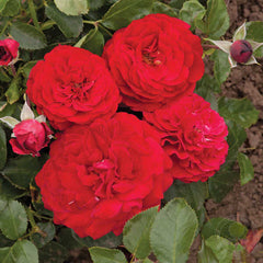 Draga Frayla Rose Seedlings Flower Seeds Perennial Growing Bonsai Corms Tubers Potted Planting Reblooming Fragrant Garden Roots Rhizomes Species Blooms Plant Bulbs Gardening Tree