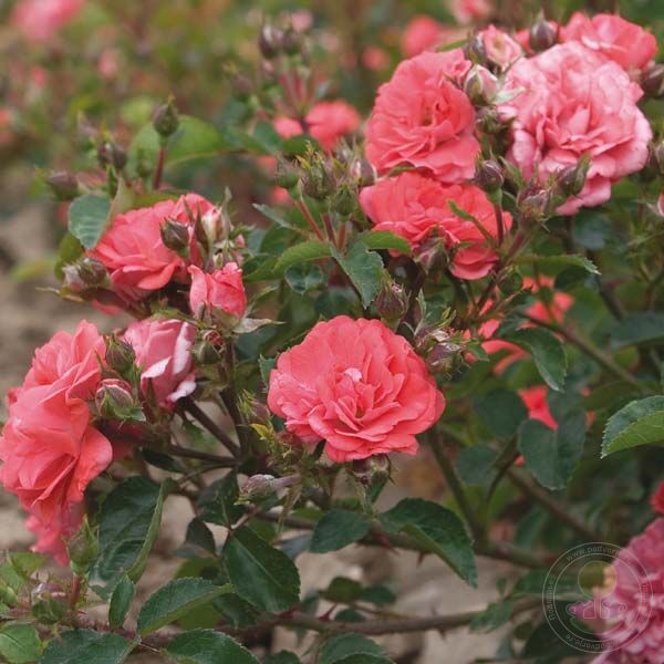 Drift coral Rose Seedlings Flower Seeds Perennial Growing Bonsai Corms Tubers Potted Planting Reblooming Fragrant Garden Roots Rhizomes Species Blooms Plant Bulbs Gardening Tree